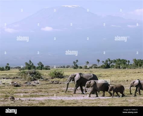 Mt Kilimanjaro Elephant Hi Res Stock Photography And Images Alamy