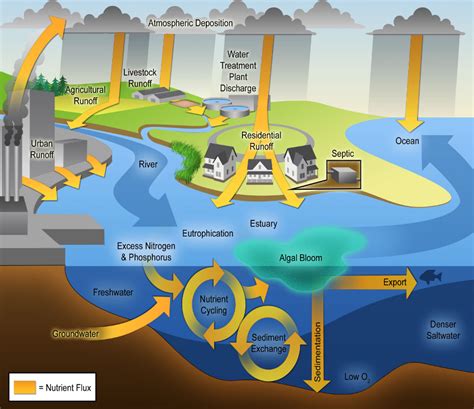 What is eutrophication?