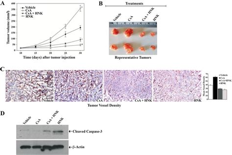 Hnk Treatment Inhibits Cni Induced Renal Tumor Growth In Vivo And It