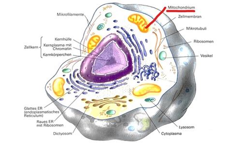 8 2023 2 Zellorganellen Flashcards Quizlet