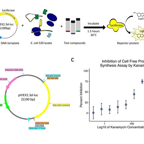 High Throughput Screen To Identify Small Molecule Inhibitors Of Download Scientific Diagram