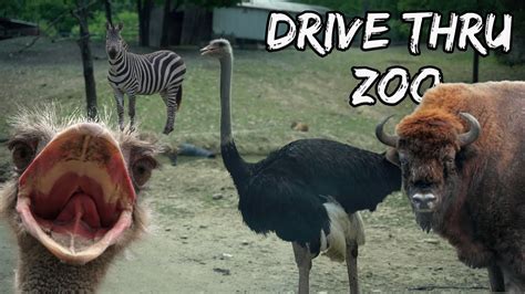 Drive Thru Zoo Sevierville Tn | harekrishnapicture