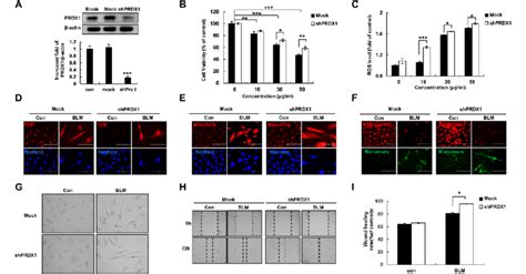 Effect Of PRDX1 On BLM Induced Viability ROS Levels And Epithelial