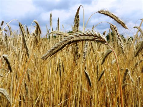 Fotos gratis heno campo cebada trigo grano pradera pueblo maíz