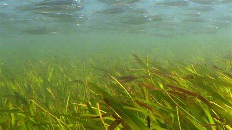 New Research Highlights Importance Of Indonesian Seagrass Conservation