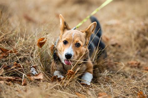 What Are The Different Types Of Corgis? - Corgi Planet