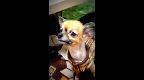 Shes The Funniest Chihuahua Youtube