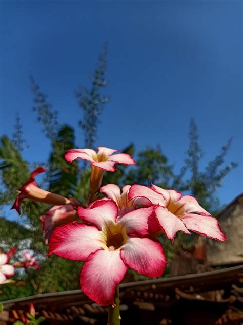 Desert Rose Flowers Plant Adenium - Free photo on Pixabay - Pixabay