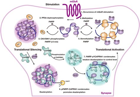 Full Article Diverse Roles Of Biomolecular Condensation In Eukaryotic