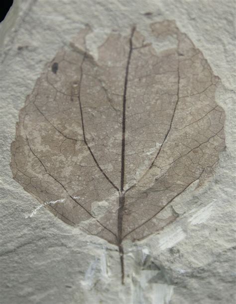 Fossil Poplar Leaf Green River Formation For Sale Fossilera