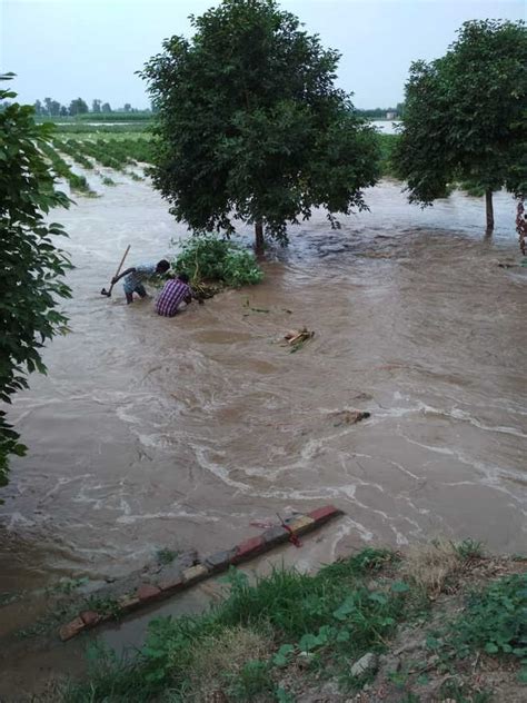 Canal Breach Inundates Crops In Abohar The Tribune India