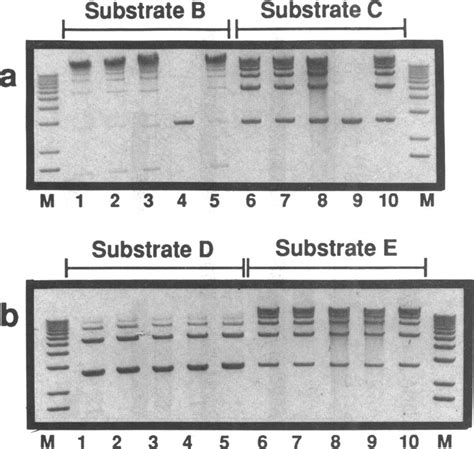 S1 Nuclease Reaction With Plasmid Dna Containing Paired Ap Sites A Download Scientific