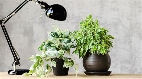 Best Plants to Grow in an Office at Menards®