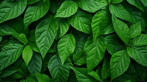 Vibrant Close Up Of Green Leaf Textures Ideal For Natural Themed