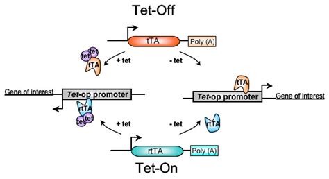 Tet Onoff Technology Solution To Induce A Gene On Demand Genoway