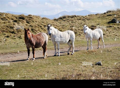 Wild Ponies At Llanddwyn Island Ynys Llanddwyn Anglesey Ynys Mon North