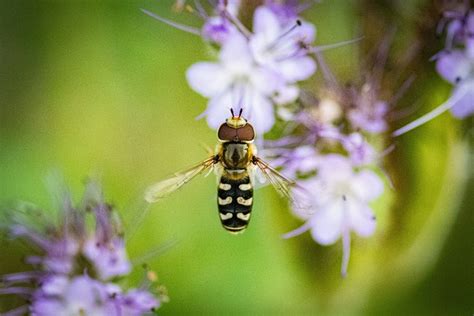 Hoverfly 花飞 昆虫 Pixabay上的免费照片 Pixabay