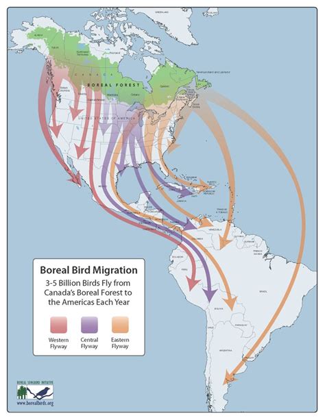 Boreal Bird Migration 3 5 Billion Birds Fly From Canada S Boreal