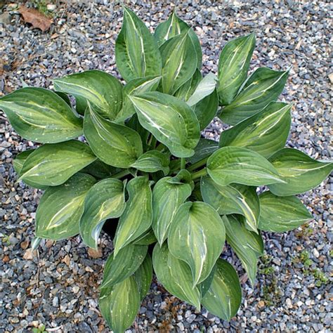 Hosta X Yellow Polka Dot Bikini Plantain Lily SiteOne
