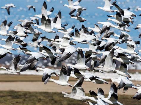 Snow Geese Migration: A Complete Guide | Birdfact