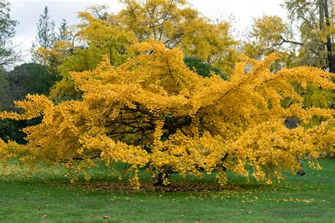 The Ginkgo Biloba Tree – Black Phoebe :: Ms. Jen