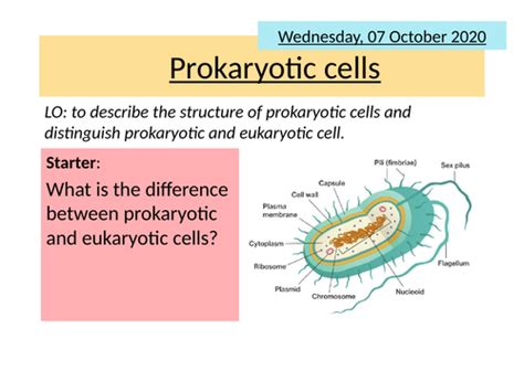 Aqa 2 7 Prokaryotic Cells Teaching Resources