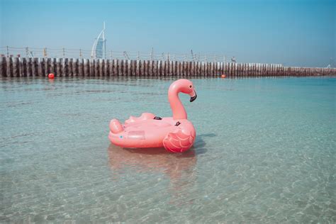 Pink Flamingo Inflatable Ring and Green Inflatable Ring on Swimming ...