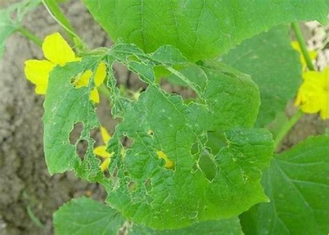 解讀黃瓜棕櫚薊馬及防治方法 每日頭條