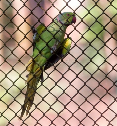 Green Parrot on cage stock image. Image of park, wildlife - 206352717