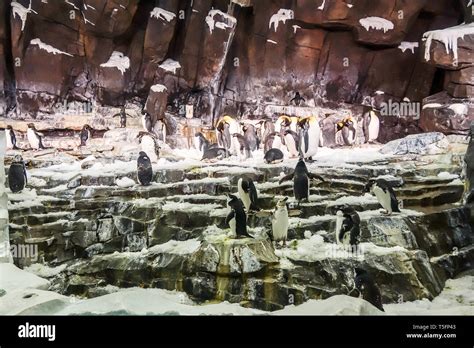 The Antarctica Empire Of The Penguin Attraction At Seaworld In Orlando