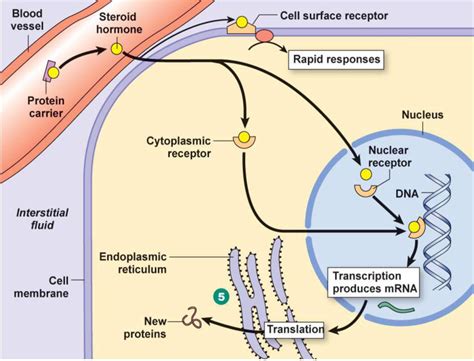 Free Steroid Hormone Diffusion Diagram Quizlet