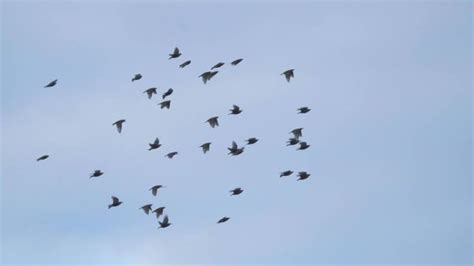 "Flock Of Pigeons" Images – Browse 518 Stock Photos, Vectors, and Video ...