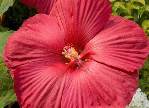 Hibiskus Bagienny DUŻA Sadzonka Czerwony 13830384182 oficjalne