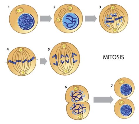 ᐈ Mitosis And Meiosis Stock Images Royalty Free Mitosis Vectors Download On Depositphotos®