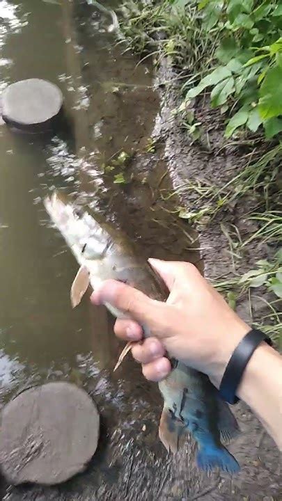 РЕКА ГОРОДНЯ #31 МЛАДШАЯ ХИЩНИЦА #рыбалка#щука#fishing#ловля#рыба# ...