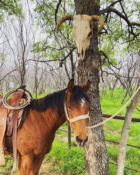 Dale Brisby on Instagram: “The Badge 🏼” | Dale brisby, Rodeo cowboys ...