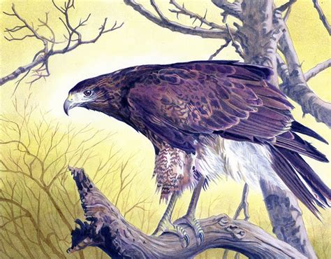 Alan Hawley Illustration Hawk Landscape