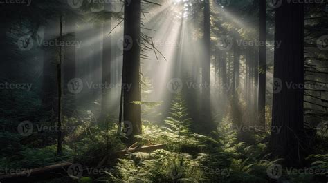 Beautiful Forest of Spruce Trees, Sunbeams through Fog create mystic