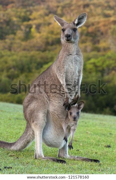 Kangaroo Mother Baby Joey Pouch Stock Photo (Edit Now) 121578160