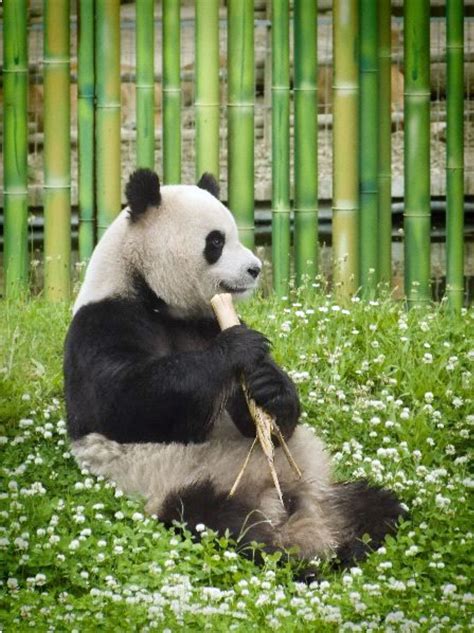 Giant panda bear – Artofit