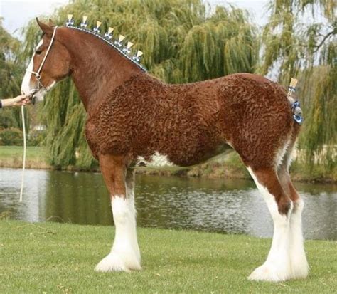 Willow Way Clydesdales On Equinenow Clydesdale Horses Show Horses