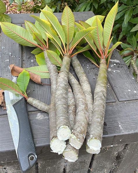 How To Grow Plumeria From Cuttings Balcony Garden Web