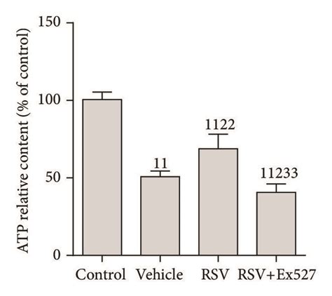 Mitochondrial Morphology And Function Of Renal Tubular Epithelial Cells