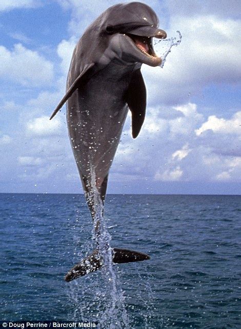 Jumping For Joy Dolphins Who Don¿t Stop Playing Even When The Sun Goes