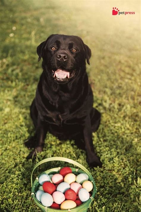 Dog Easter Egg Hunt: Pawsome Egg-citing Adventures Awaits! - PetPress