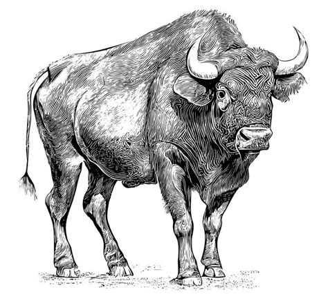 Bison Herd Engraving Stock Illustrations – 16 Bison Herd Engraving ...