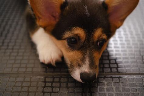 Premium Photo Pembroke Welsh Corgi Tri Colored Puppy Close Up