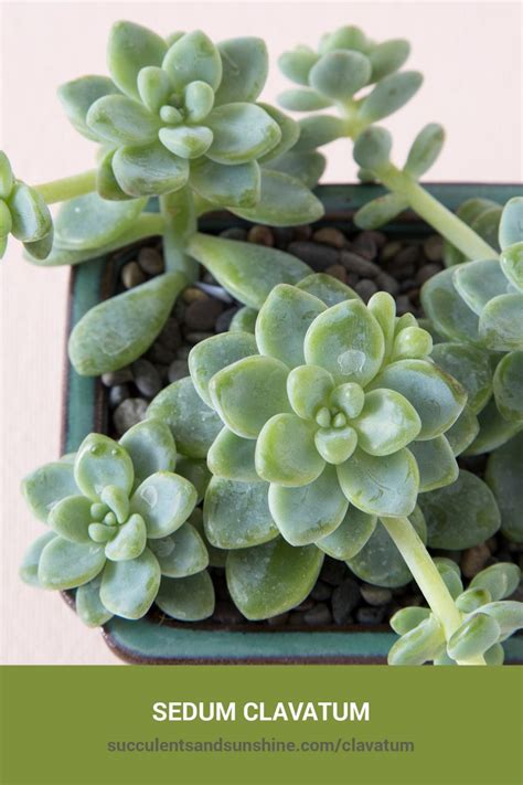 Sedum Clavatum Succulents And Sunshine