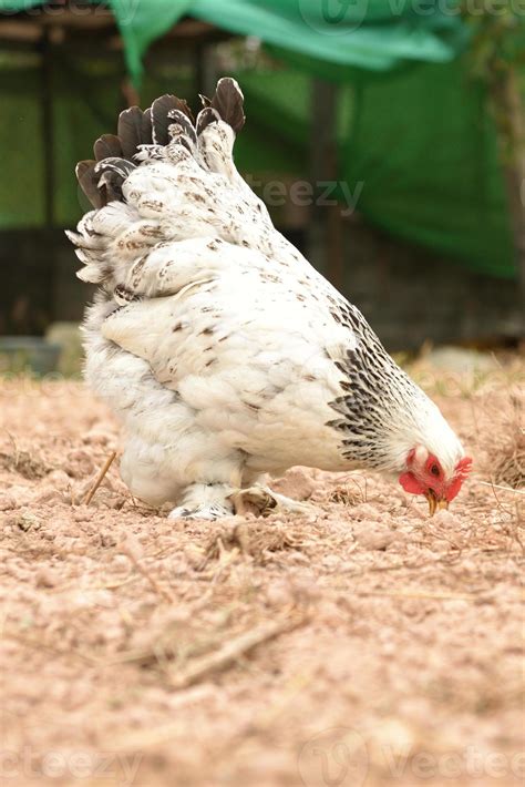 Poulet G Ant Brahma Debout Sur Le Sol Dans La Zone Agricole