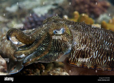 Pharaoh Cuttlefish Sepia Pharaonis Gulf Of Oman Oman Stock Photo